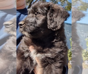 Bordoodle Puppy for sale in MONMOUTH, IL, USA