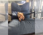 Small #2 Mutt