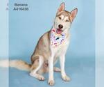 Small #1 Siberian Husky Mix