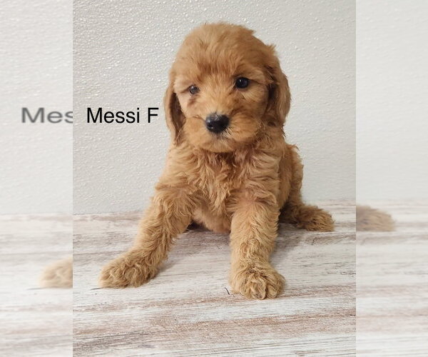 Medium Photo #1 Goldendoodle (Miniature) Puppy For Sale in Studio City, CA, USA