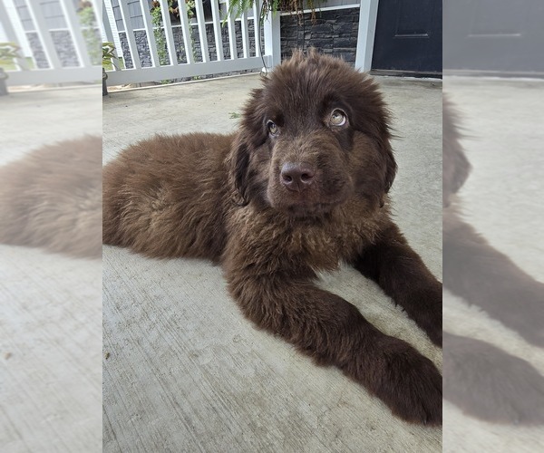 Medium Photo #6 Newfoundland Puppy For Sale in TILTON, IL, USA