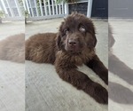 Small #5 Newfoundland