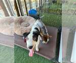 Small #1 Aussie Pyrenees
