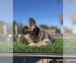 Small #19 French Bulldog