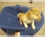 Small Photo #7 Shiba Inu Puppy For Sale in CAMERON, MO, USA