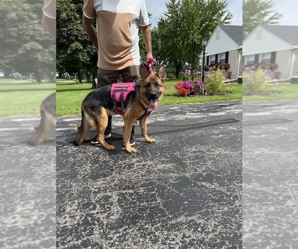 Medium Photo #1 German Shepherd Dog Puppy For Sale in KAUKAUNA, WI, USA