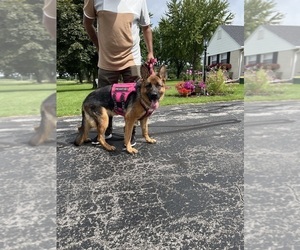 Mother of the German Shepherd Dog puppies born on 07/06/2026