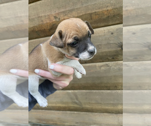 Rat Terrier Puppy for sale in BROOTEN, MN, USA
