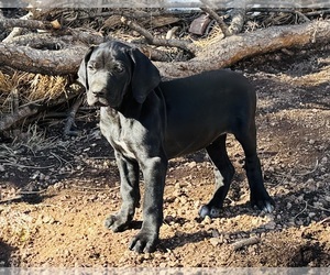 German Shorthaired Pointer Puppy for sale in WOODLAND PARK, CO, USA