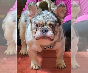 Father of the French Bulldog puppies born on 12/10/2022