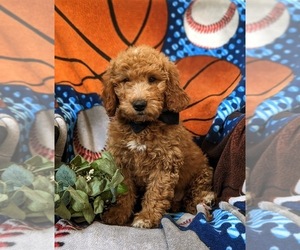 Goldendoodle (Miniature) Puppy for sale in OXFORD, PA, USA