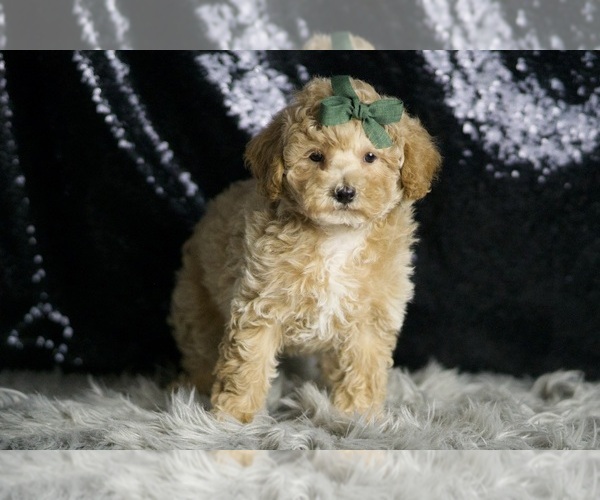 Medium Photo #1 Maltipoo (Miniature) Puppy For Sale in WARSAW, IN, USA