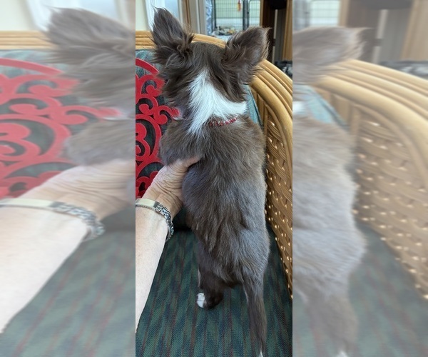 Medium Photo #5 Chihuahua Puppy For Sale in NEWVILLE, PA, USA