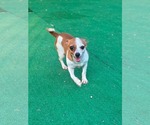 Small #1 Chihuahua Mix