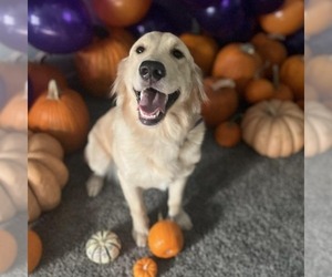 Mother of the Golden Retriever puppies born on 09/07/2026