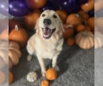Small Photo #1 Golden Retriever Puppy For Sale in MODESTO, CA, USA