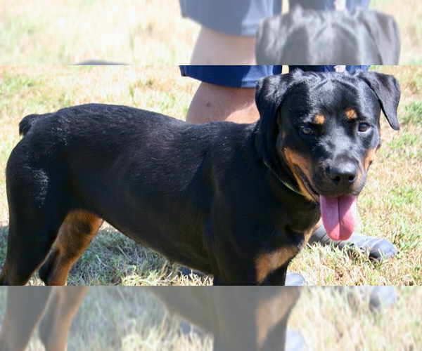 Medium Photo #1 Rottweiler Puppy For Sale in Abbeville, LA, USA