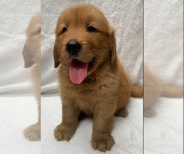 Medium Photo #1 Golden Retriever Puppy For Sale in SANTA ANA, CA, USA