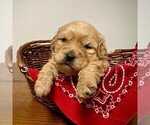 Small Photo #5 Goldendoodle-Poodle (Miniature) Mix Puppy For Sale in SQUAW VALLEY, CA, USA