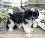 Puppy Lana Shiranian