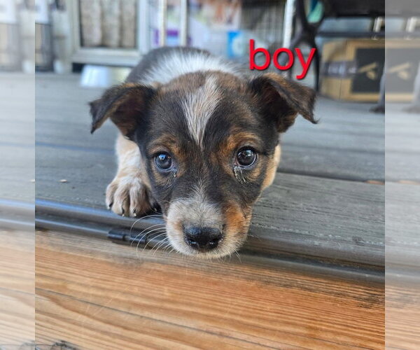 Medium Photo #2 Australian Shepherd-Unknown Mix Puppy For Sale in Williamsburg, NM, USA
