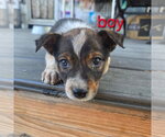 Small #1 Australian Shepherd Mix