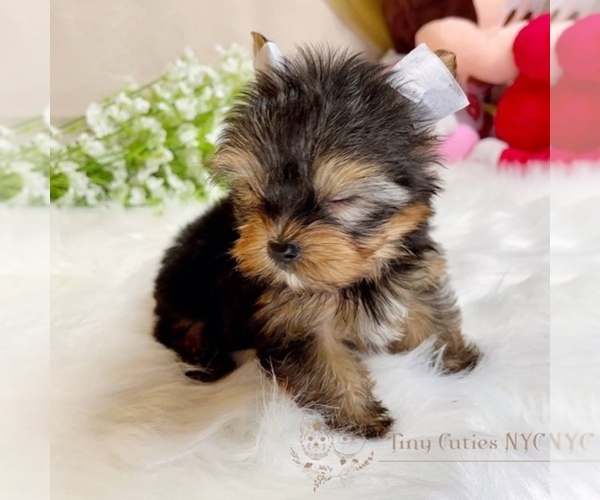 Medium Photo #5 Yorkshire Terrier Puppy For Sale in ASTORIA, NY, USA