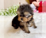 Small Photo #5 Yorkshire Terrier Puppy For Sale in ASTORIA, NY, USA