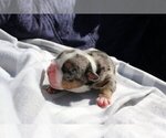 Small Photo #2 English Bulldog Puppy For Sale in LONG BOAT KEY, FL, USA