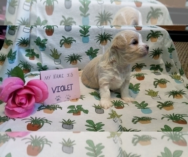 Medium Photo #3 Maltipoo (Miniature) Puppy For Sale in BROOKFIELD, MO, USA