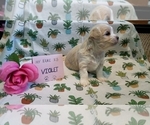 Small Photo #24 Maltipoo (Miniature) Puppy For Sale in BROOKFIELD, MO, USA