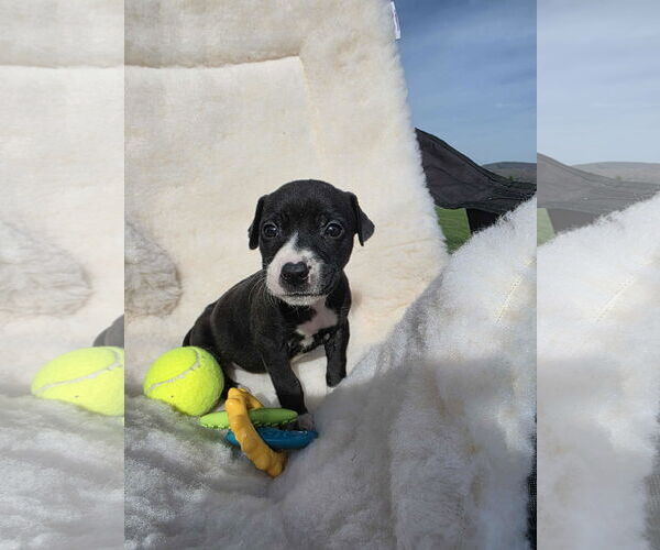 Medium Photo #2 Boxador Puppy For Sale in SHERBURNE, NY, USA