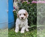 Puppy Beau Cockapoo-Poodle (Miniature) Mix