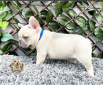 Small Photo #3 French Bulldog Puppy For Sale in LEHIGH ACRES, FL, USA