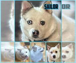 Small #4 Australian Terrier-Pomeranian Mix