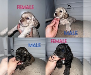 Cocker Spaniel Puppy for sale in HUMBLE, TX, USA