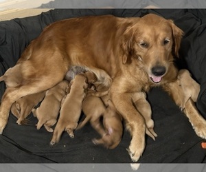 Golden Retriever Puppy for Sale in CRESCENT CITY, Florida USA