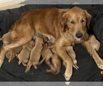Small Golden Retriever