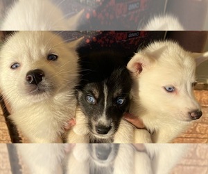 Pomsky Puppy for sale in ACTON, CA, USA