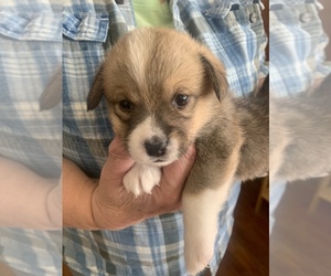 Pembroke Welsh Corgi Puppy for sale in LOVELAND, CO, USA