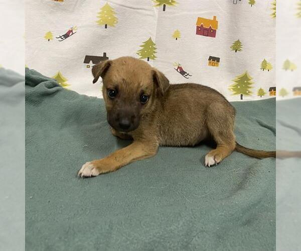 Medium Photo #1 German Shepherd Dog Puppy For Sale in Modesto, CA, USA