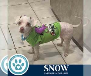 Maltese-Unknown Mix Dogs for adoption in Kimberton, PA, USA