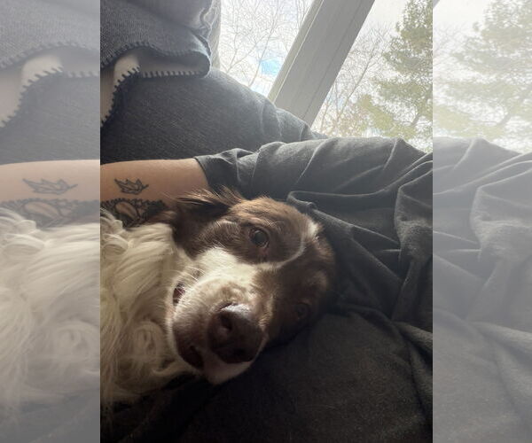 Medium Photo #2 Border-Aussie Puppy For Sale in Princeton, MN, USA