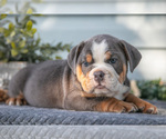 Small #1 Beabull