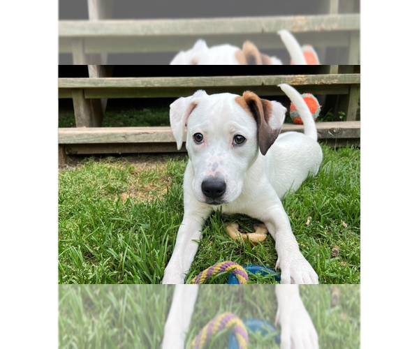 Medium Photo #7 Mutt Puppy For Sale in Raleigh, NC, USA