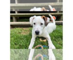 Small #6 Mutt