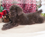 Small Photo #3 Poodle (Standard) Puppy For Sale in PEYTON, CO, USA