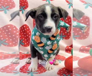 Mutt Dogs for adoption in SHERBURNE, NY, USA