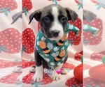 Small Mutt