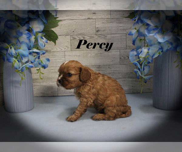 Medium Photo #7 Cavalier King Charles Spaniel Puppy For Sale in CHANUTE, KS, USA
